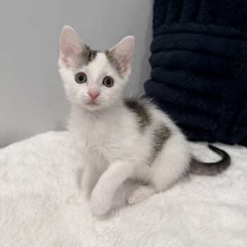 Coconut -  Domestic Short Hair Cat for Adoption in Chicago, Illinois - Coconut | PetCurious