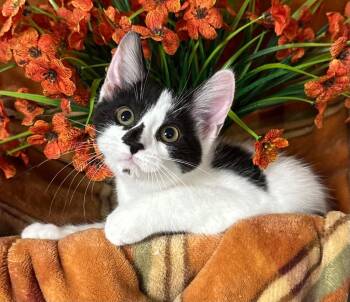 5/23/26 Apple -  Domestic Short Hair Cat for Adoption in Stillwater, Oklahoma - 5/23/26 Apple | PetCurious