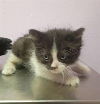 61597115 -  Domestic Medium Hair Cat for Adoption in El Paso, Texas - 61597115 | PetCurious