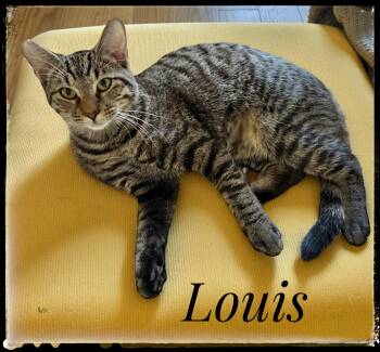 Rescue Domestic Short Hair Cats for Adoption in El Cajon, California - Louis | PetCurious