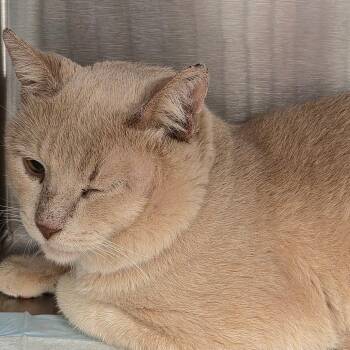 Roux -  Domestic Short Hair Cat for Adoption in Bentonville, Arkansas - Roux | PetCurious