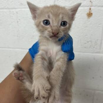 Sirius -  American Shorthair Cat for Adoption in Edinburg, Texas - Sirius | PetCurious