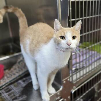 Squiggs -  Domestic Short Hair Cat for Adoption in Madison, Wisconsin - Squiggs | PetCurious