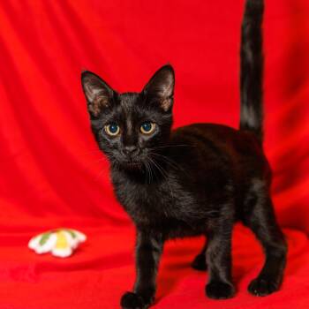 Annie -  Domestic Medium Hair Cat for Adoption in St. Cloud, Florida - Annie | PetCurious