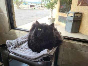 Domestic Long Hair Cats Available for Adoption in Canon City, Colorado - Max | PetCurious