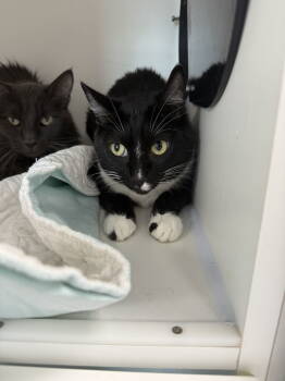 Rescue Domestic Short Hair Cats for Adoption in INDN HBR BCH, Florida - Jack Be Nimble | PetCurious