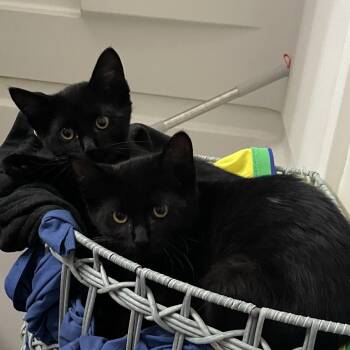 Purricane -  Domestic Short Hair Cat for Adoption in South Elgin, Illinois - Purricane | PetCurious