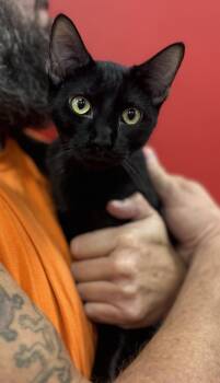 Rescue Bombay Cats for Adoption in Napa, California - Woodchuck ( SC) | PetCurious