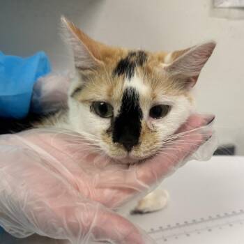 Swim -  Domestic Short Hair Cat for Adoption in Charleston, West Virginia - Swim | PetCurious