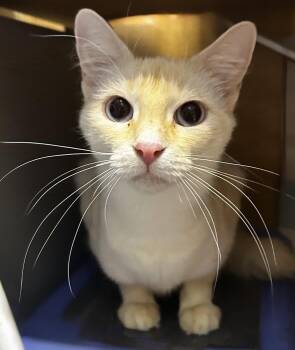 Bluebell -  Siamese Cat for Adoption in Austin, Texas - Bluebell | PetCurious
