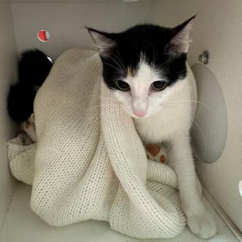 Summerween -  Domestic Short Hair Cat for Adoption in Edwardsville, Illinois - Summerween | PetCurious