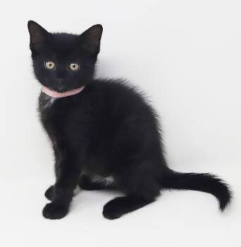Zion CANT wait to snuggle you- RESCUE FAV -  Norwegian Forest Cat and Bombay Cat for Adoption in Bedford Hills, New York - Zion CANT Wait To Snuggle You- RESCUE FAV | PetCurious