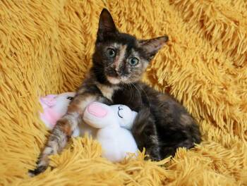 Nutella -  Tortoiseshell Cat for Adoption in St. Augustine, Florida - Nutella | PetCurious