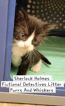 Rescue Domestic Short Hair Cats for Adoption in New Hartford, New York - Sherlock Holmes | PetCurious