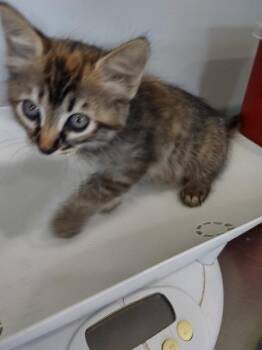 Meownster -  Domestic Medium Hair Cat for Adoption in Cleveland, Tennessee - Meownster | PetCurious
