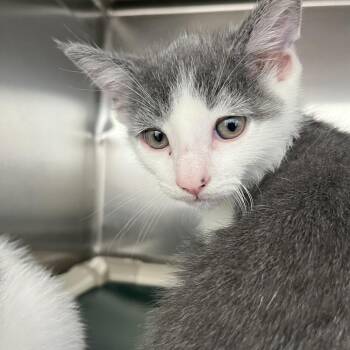 Eli -  Domestic Short Hair Cat for Adoption in Pittsburgh, Pennsylvania - Eli | PetCurious