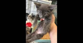 Hiya -  Domestic Short Hair Cat for Adoption in Virginia Beach, Virginia - Hiya | PetCurious