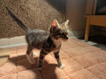 Danio -  Domestic Short Hair Cat Available for Adoption in Clarksville, Tennessee - Danio | PetCurious