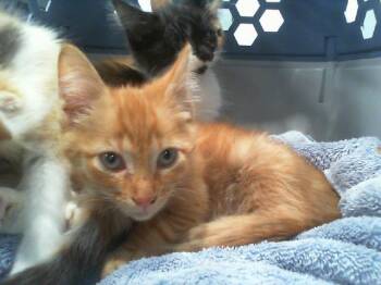 A1269089 -  Domestic Medium Hair Cat for Adoption in Charlotte, North Carolina - A1269089 | PetCurious