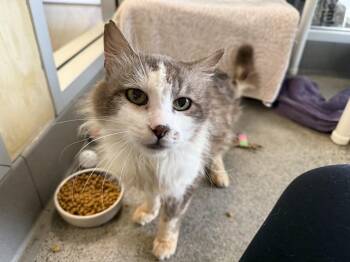 Soccer Dad -  Domestic Medium Hair Cat Available for Adoption in Berkeley, California - Soccer Dad | PetCurious