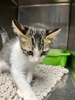 Habbi -  Domestic Short Hair Cat for Adoption in Hopkinsville, Kentucky - Habbi | PetCurious