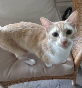 Tink (Tinkerbell) -  Domestic Short Hair Cat for Adoption in St. Peters, Missouri - Tink (Tinkerbell) | PetCurious