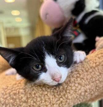 Noah Sebastian -  Domestic Short Hair Cat for Adoption in Midland, Virginia - Noah Sebastian | PetCurious
