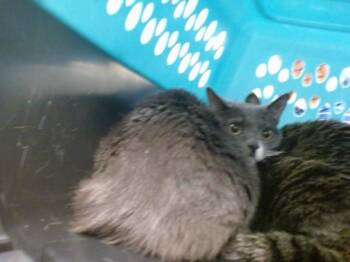 Domestic Short Hair Cats Available for Adoption - MINNIE | PetCurious