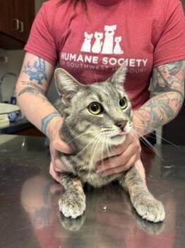 Domestic Short Hair Cats Available for Adoption in Springfield, Missouri - Grayson | PetCurious