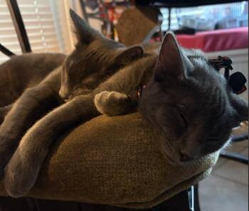 Stormy the Gray J. -  Domestic Short Hair and Russian Blue Cat for Adoption in Frisco, Texas - Stormy The Gray J. | PetCurious