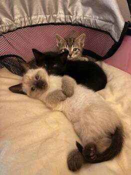 Domestic Short Hair Cats Available for Adoption - Huck | PetCurious