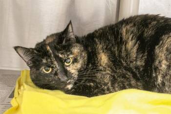 Domestic Short Hair Cats Available for Adoption - PENELOPE | PetCurious