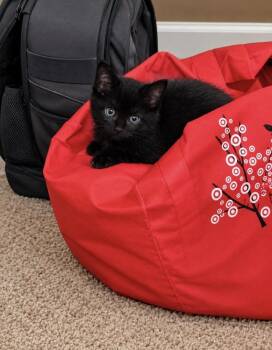 Bashfull -  Domestic Medium Hair Cat for Adoption in Virginia Beach, Virginia - Bashfull | PetCurious