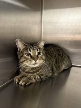 Kaptain -  Domestic Short Hair Cat for Adoption in Hendersonville, Tennessee - Kaptain | PetCurious