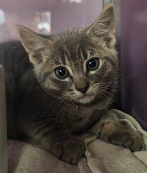 EARL GREY* -  Domestic Short Hair Cat for Adoption in Santa Cruz, California - EARL GREY* | PetCurious