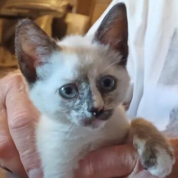 Betsy -  Siamese Cat for Adoption in San Jose, California - Betsy | PetCurious