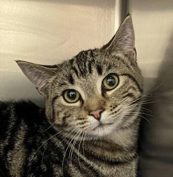 Ju Ju -  Domestic Short Hair Cat for Adoption in Golden, Colorado - Ju Ju | PetCurious