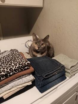 Savanna the Banana -  Domestic Short Hair Cat for Adoption in Antioch, California - Savanna The Banana | PetCurious