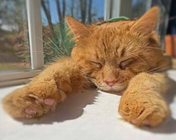 Domestic Long Hair and Tabby Cats Available for Adoption in Ocean Springs, Mississippi - Benny | PetCurious