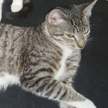 Domestic Short Hair Cats Available for Adoption - Bread Pudding | PetCurious