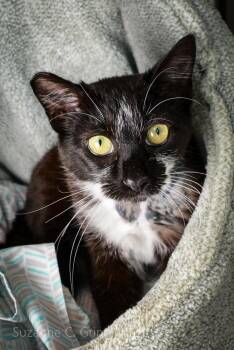 Exotic Shorthair Cats Available for Adoption in Elmwood, Louisiana - Dan | PetCurious