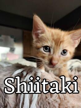 Domestic Short Hair Cats Available for Adoption in Hillsboro, Ohio - Shiitake | PetCurious