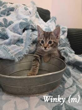 Winky -  Tabby Cat for Adoption in Clarksville, Tennessee - Winky | PetCurious