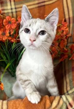 4/27/26 Mercedes -  Domestic Short Hair Cat for Adoption in Stillwater, Oklahoma - 4/27/26 Mercedes | PetCurious