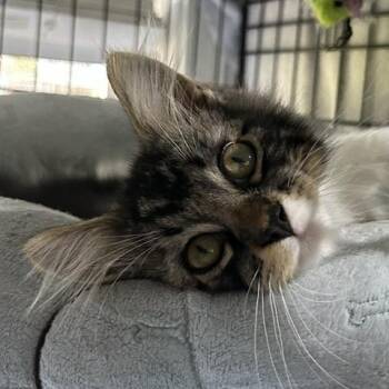 Foster -  Domestic Short Hair Cat for Adoption in Edwardsville, Illinois - Foster | PetCurious