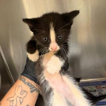 Star -  Domestic Short Hair Cat for Adoption in Mocksville, North Carolina - Star | PetCurious