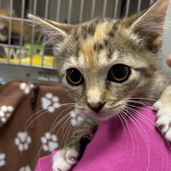 Faye -  Domestic Long Hair Cat for Adoption in Gainesville, Florida - Faye | PetCurious