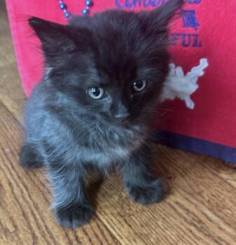 Ben -  Domestic Medium Hair Cat for Adoption in Poplar Grove, Illinois - Ben | PetCurious