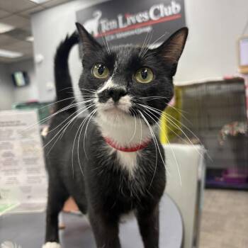 Dorothy -  Domestic Short Hair Cat for Adoption in Buffalo, New York - Dorothy | PetCurious
