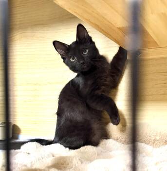 Rescue Domestic Medium Hair Cats for Adoption in Orange, California - Petra | PetCurious